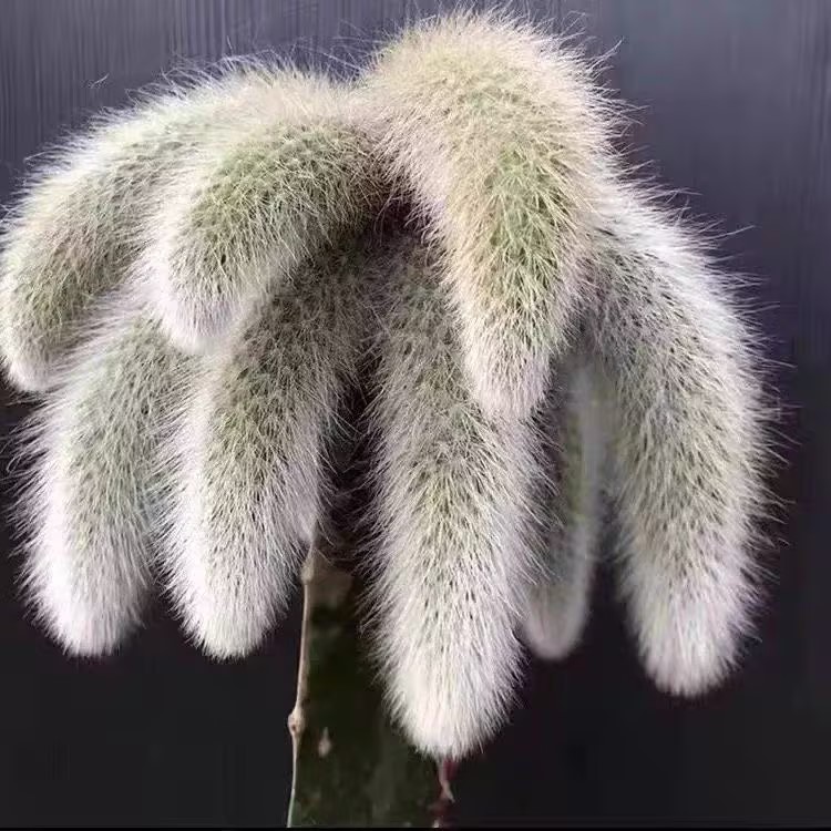 🦊Neunschwänzige Fuchs-Sukkulente🪴Topfpflanzen für den Innenbereich sind einfach zu züchten und zu blühen🌸