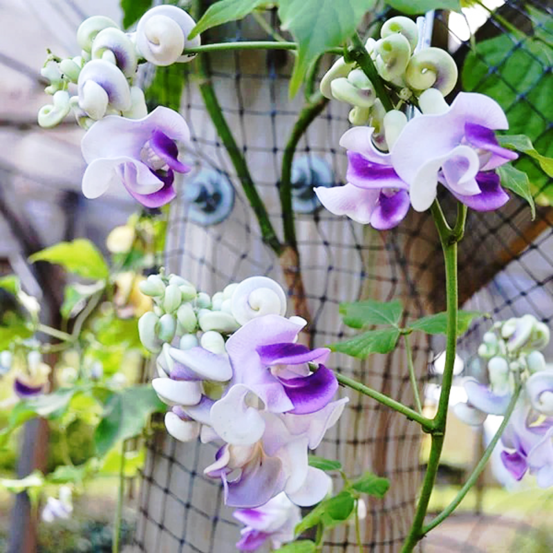 Serenity Snail Vine Seeds 🌸 – Night-Bloom Fragrance & Vintage Charm for Senior Balconies 🌿🌙