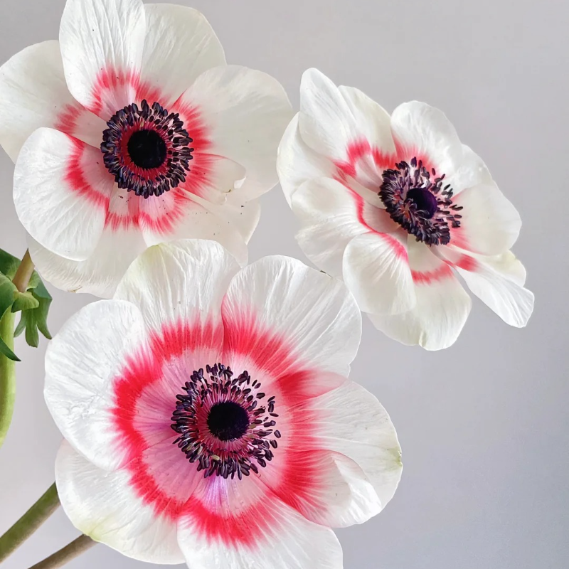 🌼Anemone Seeds🌱- Low-Maintenance, Pollinator-Friendly, Cottage Garden Favorite