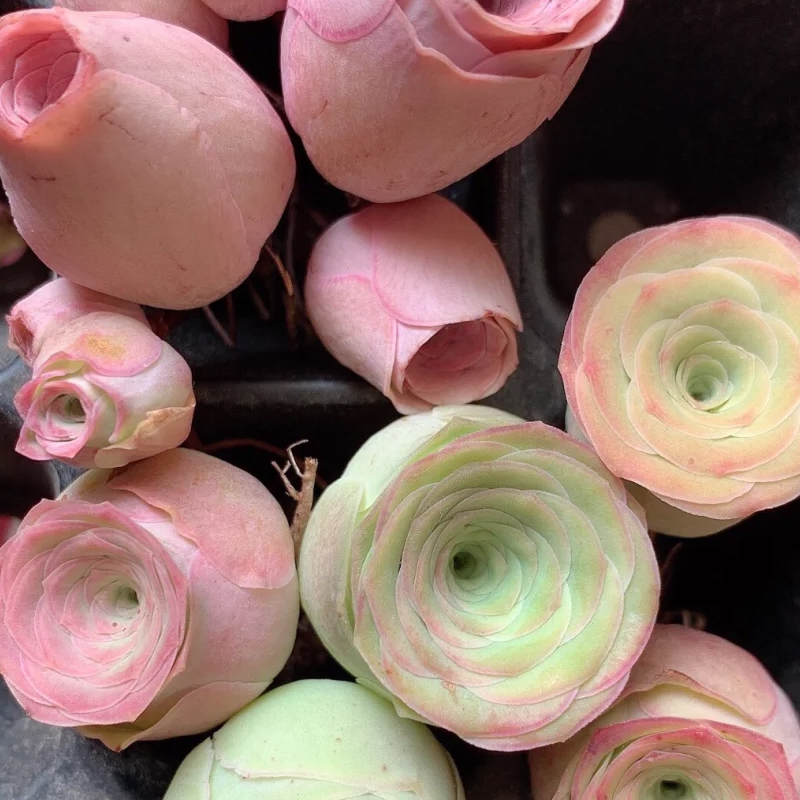 💥HOT SALE🌹Mountain Rose❗36%OFF