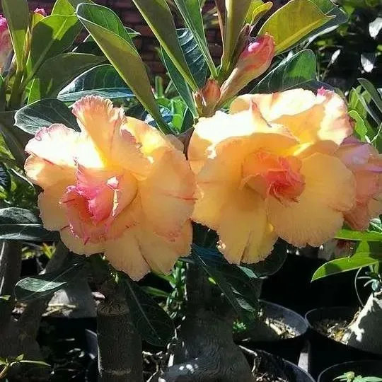 🌵🌹 Dive into Desert Beauty: Desert Rose Seeds for Your Tranquil Haven! 🏜️🌺