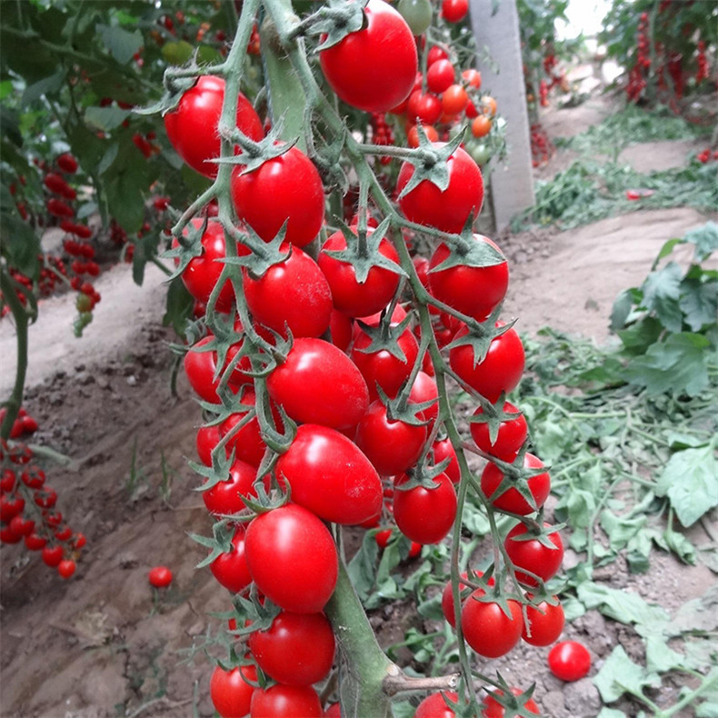 🎉Limited Time Offer 🍅Waterfall Tomato Seeds (High Yield)