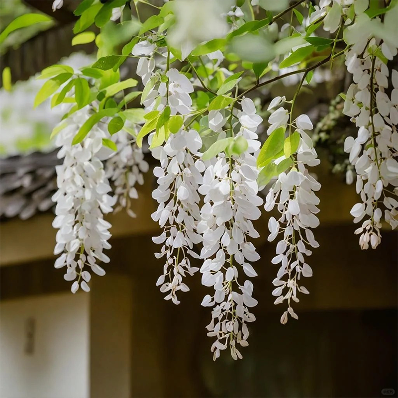 💖Purple Qi from the East brings longevity and happiness💐 Wisteria🪴