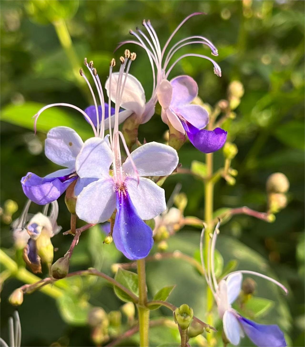 Blue Butterfly Flower 💙Easy