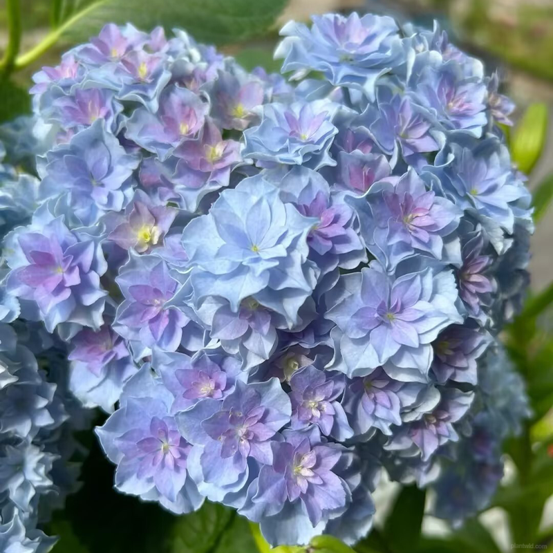 🌺Hydrangea seeds🌺
