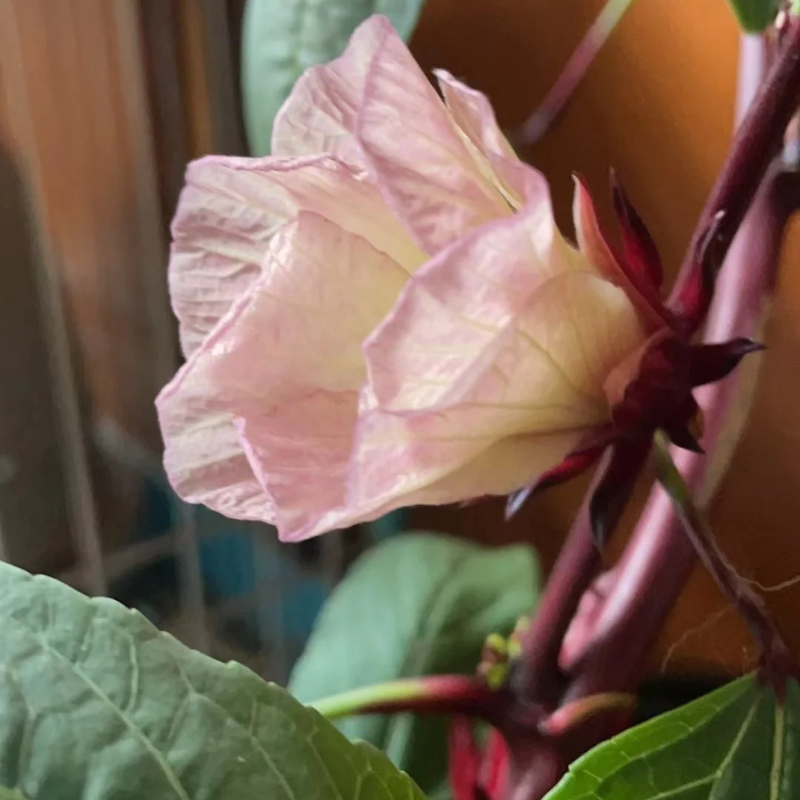 🌱Roselle Flower Seeds - Natural Antioxidant, Revitalize Health and Vitality