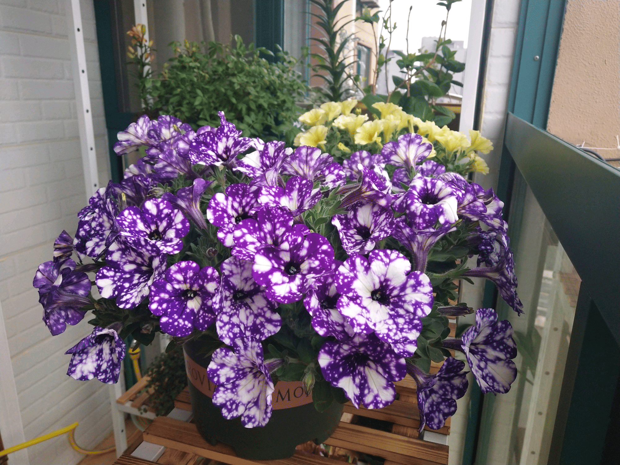 [Copy]Starry Morning Glory Rare Flower Seeds