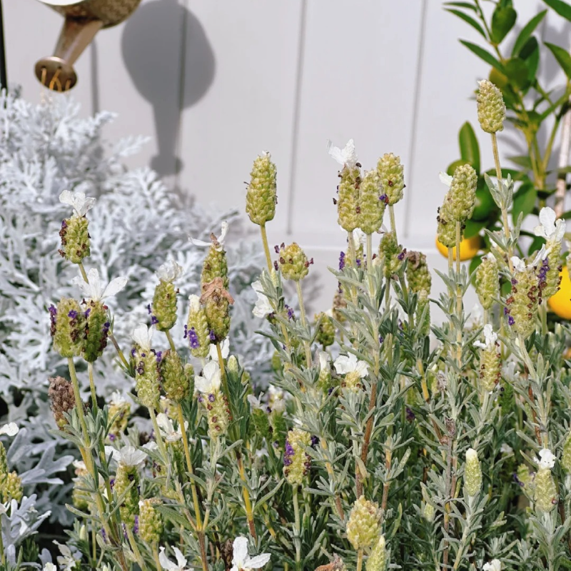 🪻Lavender Seeds🌱 - sleep aid and stress relief, handicraft health preservation