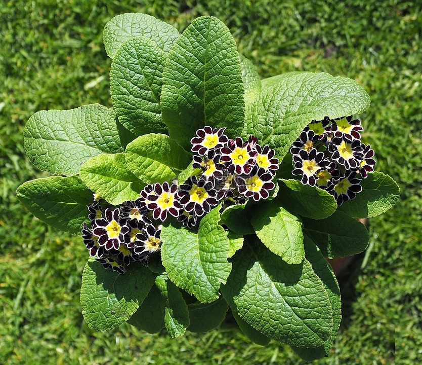 Primrose - Spring's First Bloom