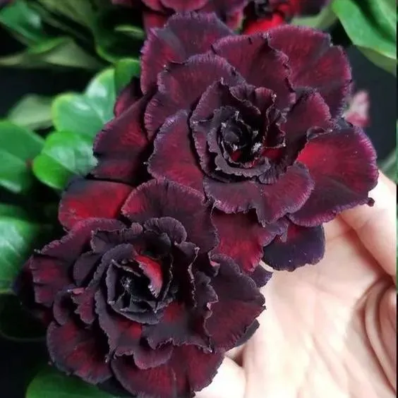 🌵🌹 Dive into Desert Beauty: Desert Rose Seeds for Your Tranquil Haven! 🏜️🌺