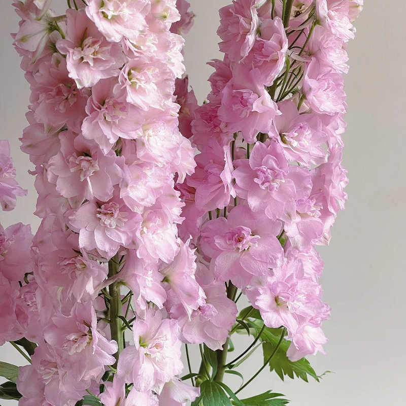 🌸 Elegant Blooms:💖Delphinium 🌸