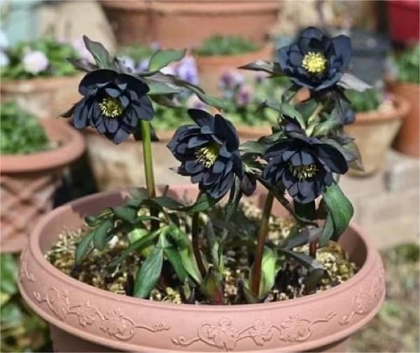 Christmas Rose-Black Hellebore