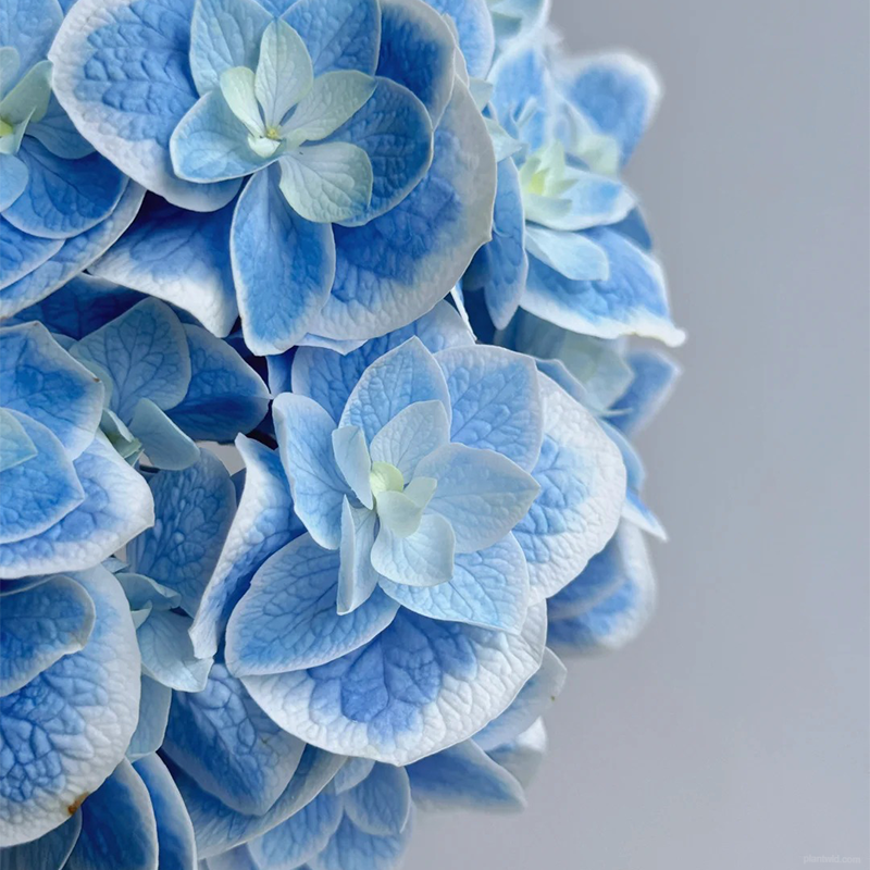 🌺Hydrangea seeds🌺