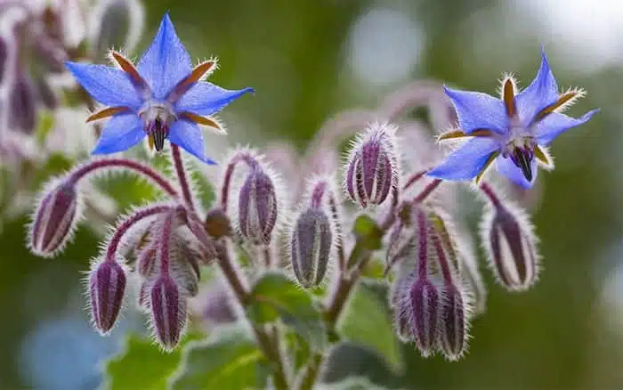 Borage Seeds🌸🎉50 Discount🎉