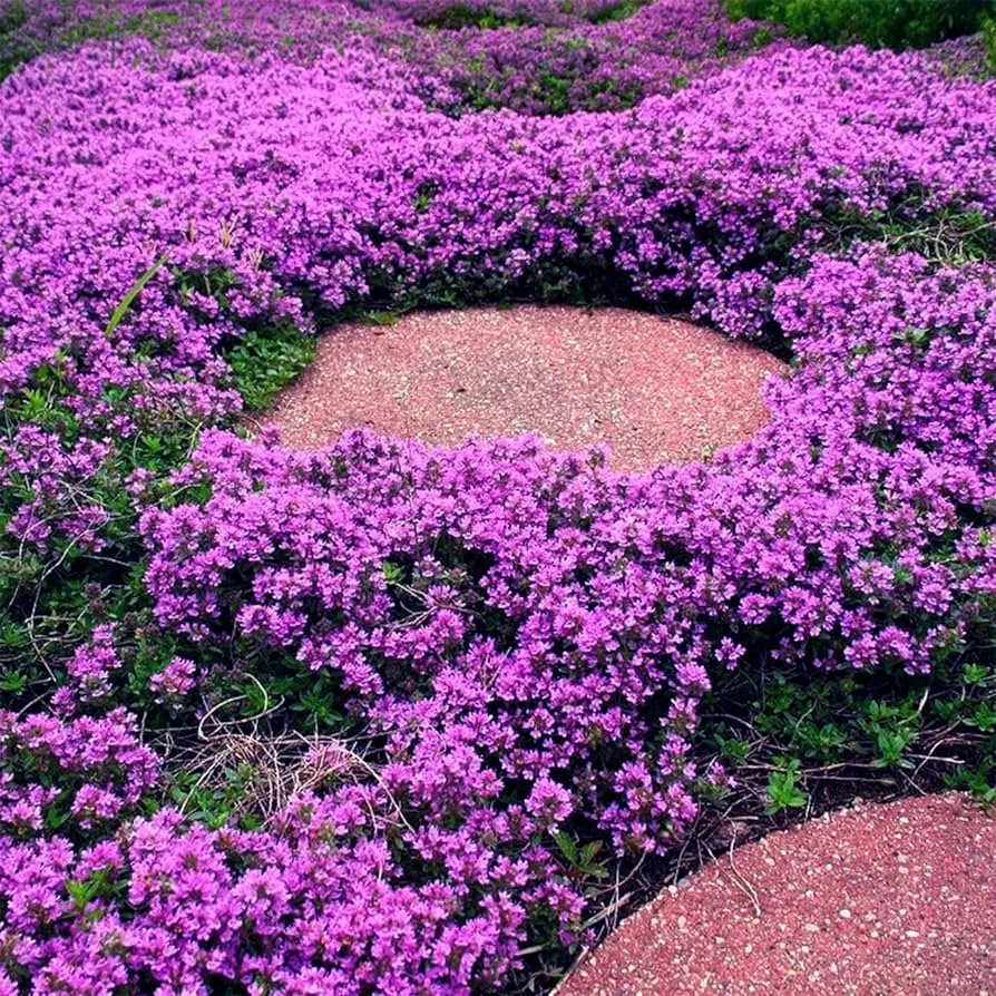 Creeping Thyme Seeds: Unveil the Beauty of Ground Cover! 🌱🌼