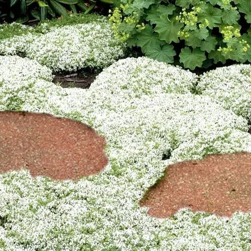 Creeping Thyme Seeds: Unveil the Beauty of Ground Cover! 🌱🌼