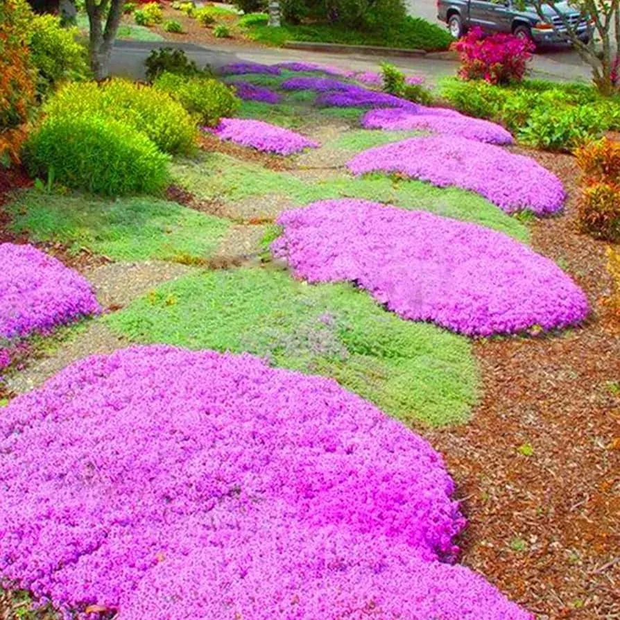 Creeping Thyme Seeds: Unveil the Beauty of Ground Cover! 🌱🌼