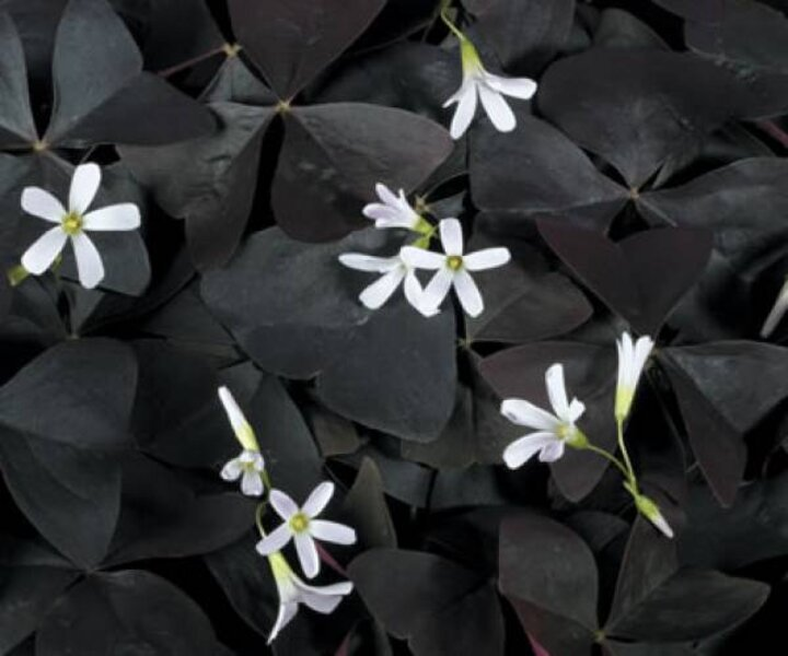 Clover, Oxalis 'Charming Velvet'🔥HOT Sale 50% Off🔥