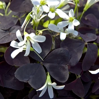 Clover, Oxalis 'Charming Velvet'🔥HOT Sale 50% Off🔥