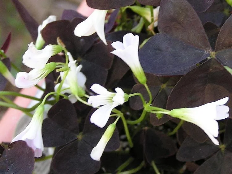 Clover, Oxalis 'Charming Velvet'🔥HOT Sale 50% Off🔥