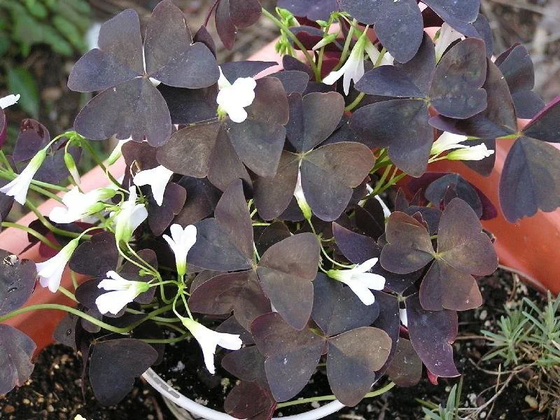 Clover, Oxalis 'Charming Velvet'🔥HOT Sale 50% Off🔥