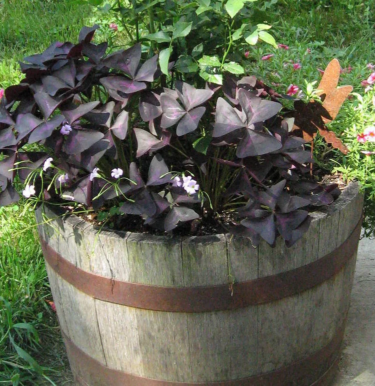 Clover, Oxalis 'Charming Velvet'🔥HOT Sale 50% Off🔥