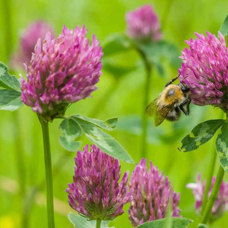 White Clover Seeds: Plant Luck in Your Garden! 🍀🌱