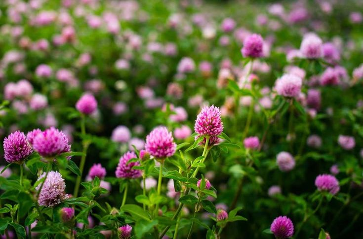 White Clover Seeds: Plant Luck in Your Garden! 🍀🌱