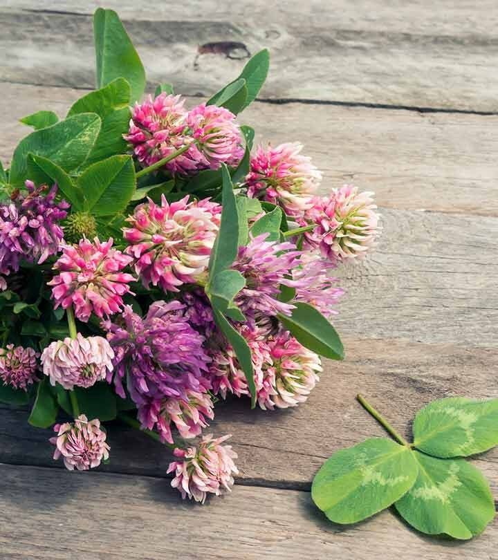 White Clover Seeds: Plant Luck in Your Garden! 🍀🌱