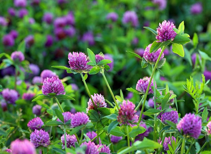 White Clover Seeds: Plant Luck in Your Garden! 🍀🌱