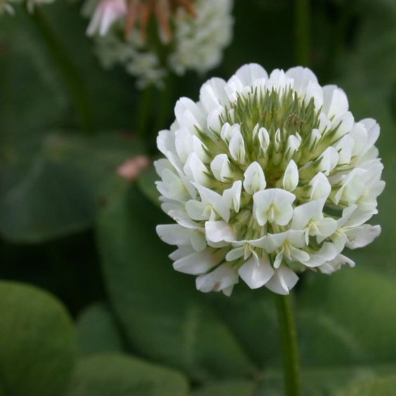 White Clover Seeds: Plant Luck in Your Garden! 🍀🌱