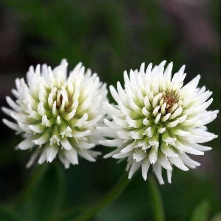 White Clover Seeds: Plant Luck in Your Garden! 🍀🌱