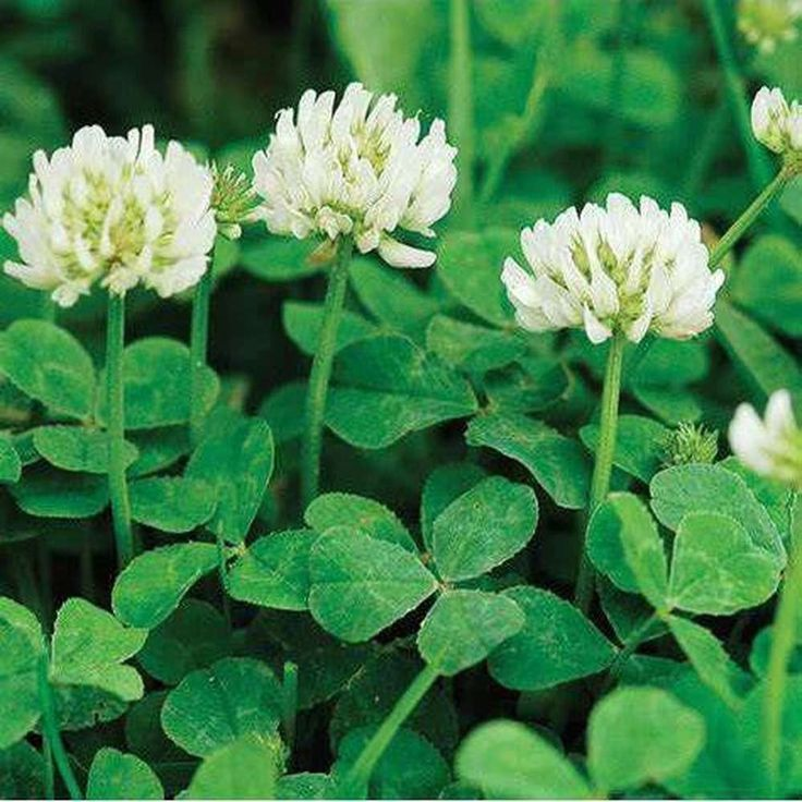 White Clover Seeds: Plant Luck in Your Garden! 🍀🌱