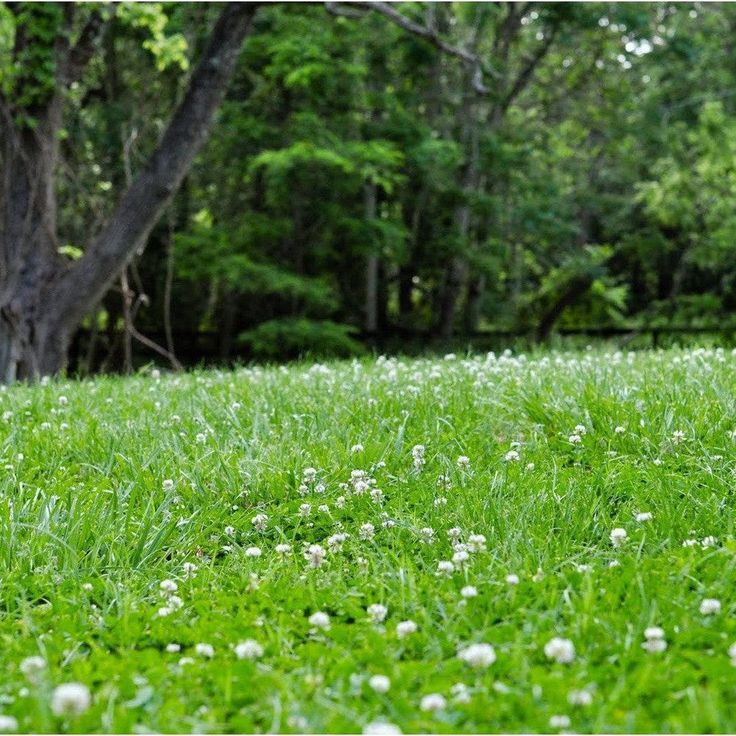 White Clover Seeds: Plant Luck in Your Garden! 🍀🌱