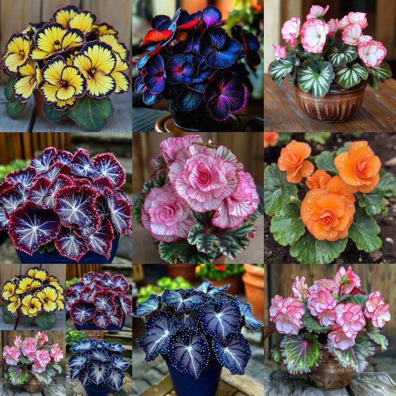 Begonia Garden Seeds-Colorful Blooms for Your Garden! 🌸🌈