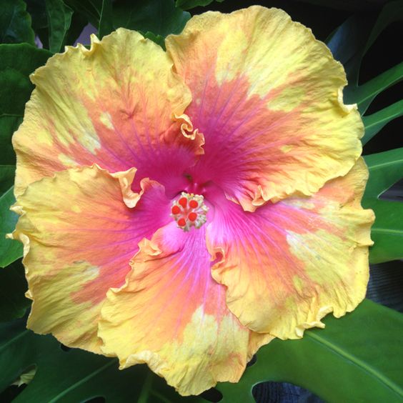 🎈🎉Perfect Dessert Hibiscus👏30%Discount！！