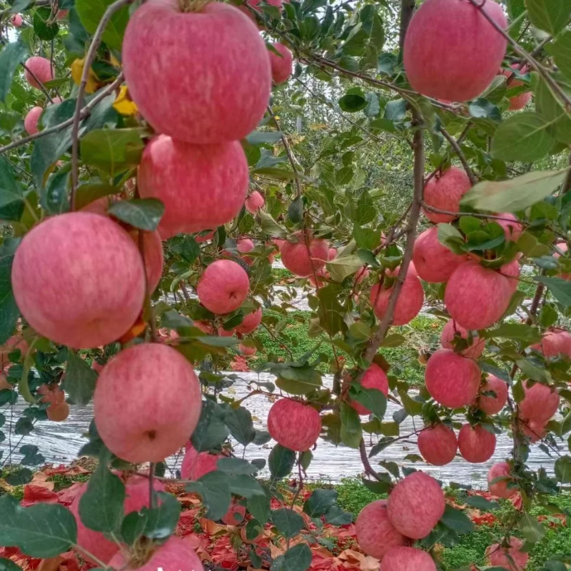 🍎Apple Seeds -Organic, nutritious and delicious