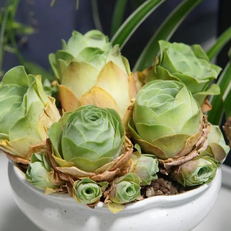 💥HOT SALE🌹Mountain Rose❗36%OFF