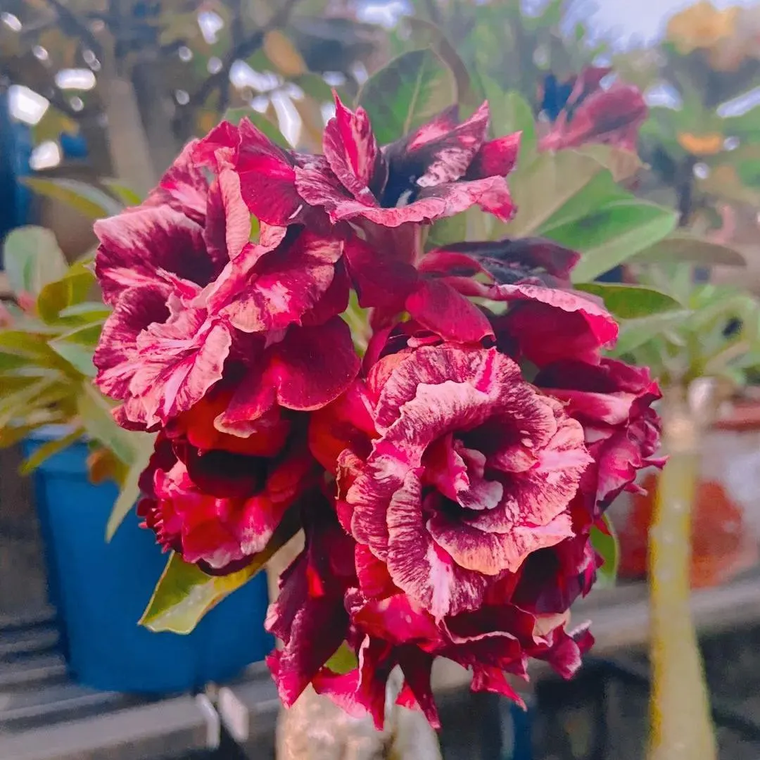 🌵🌹 Dive into Desert Beauty: Desert Rose Seeds for Your Tranquil Haven! 🏜️🌺