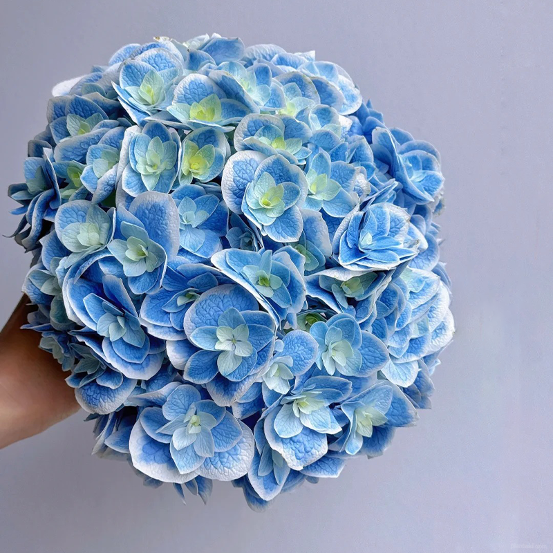 🌺Hydrangea seeds🌺