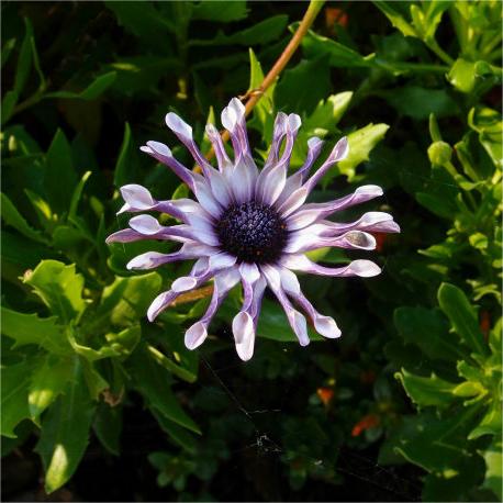 Blue Eye Chrysanthemum - White Peony