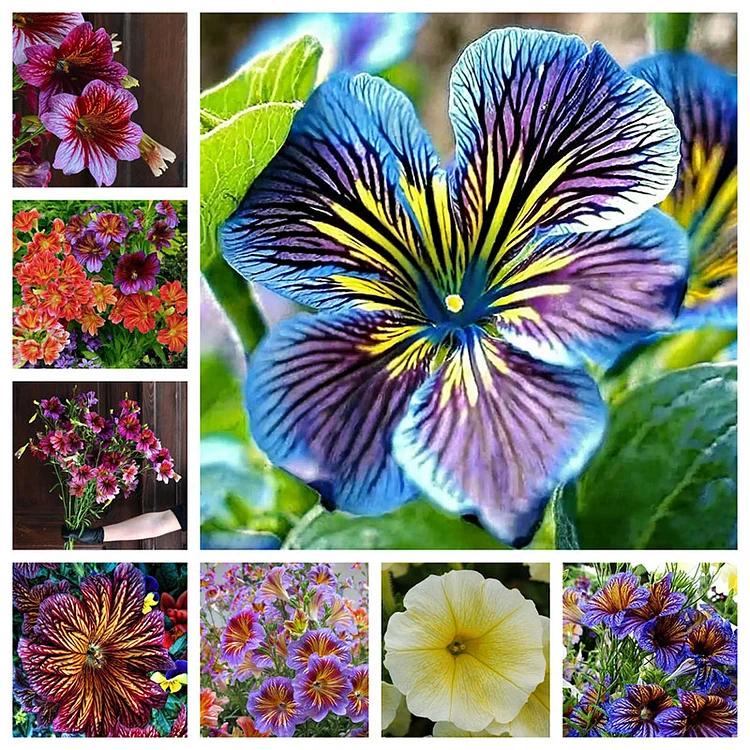 🎉Limited Edition-🌺Chilean Morning Glory🌱Seeds