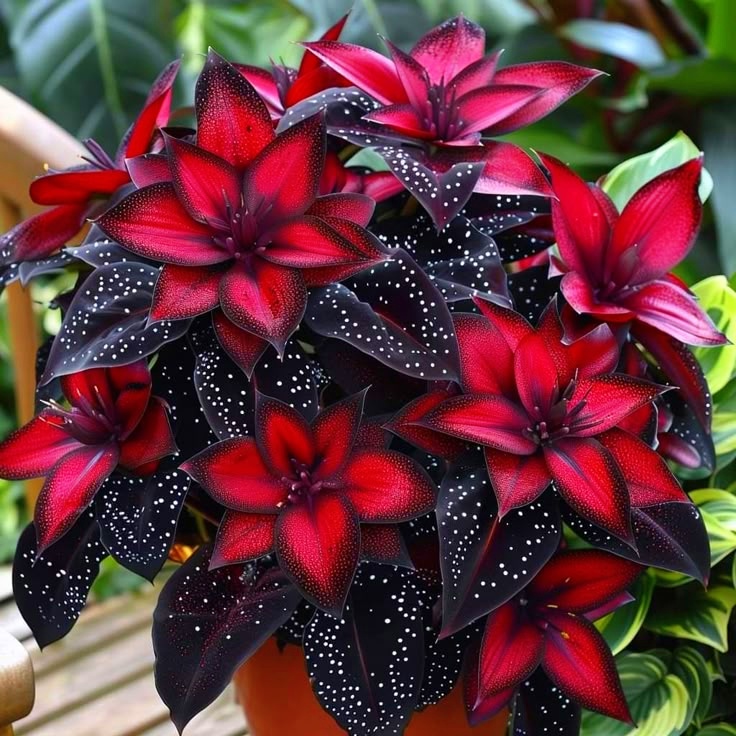 🌟Midnight blue Begonia-A Radiant Addition to Your Home! 🌟