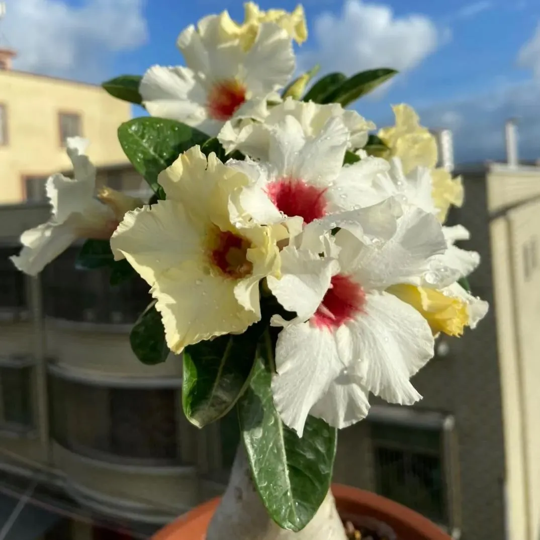 🌵🌹 Dive into Desert Beauty: Desert Rose Seeds for Your Tranquil Haven! 🏜️🌺