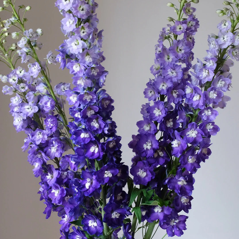 🌸 Elegant Blooms:💖Delphinium 🌸