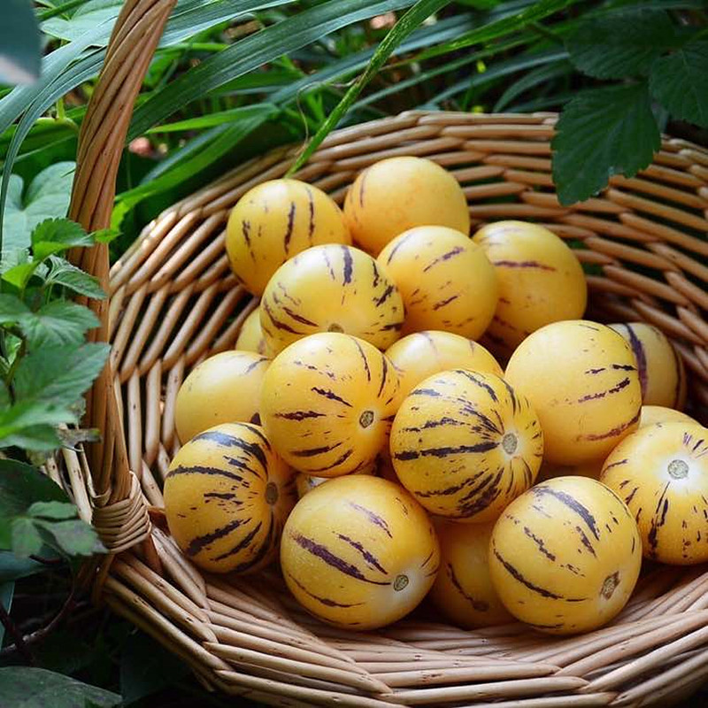 🥑Ginseng-Fruchtsamen