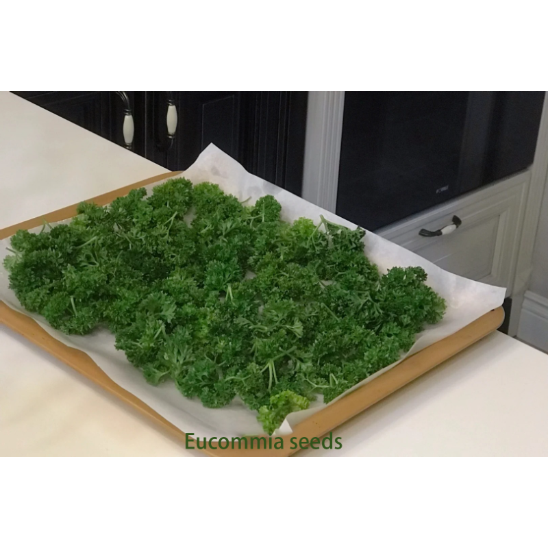 🌿Eucommia seeds-Low maintenance, multi-purpose, high nutrition