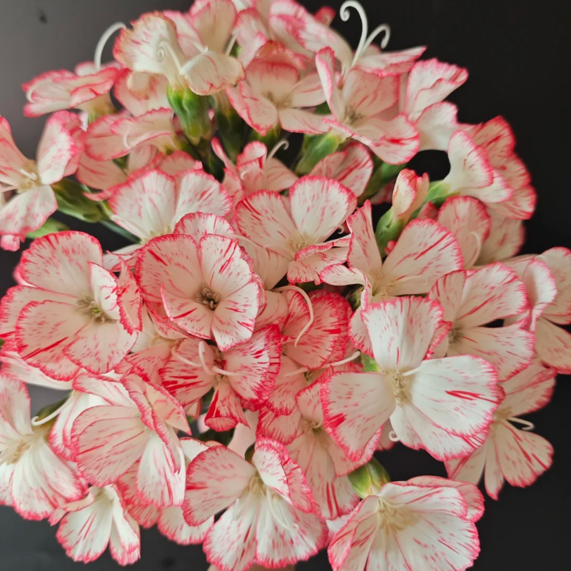 🌸 Doting Series Dianthus Seeds — A Garden Full of Love and Color