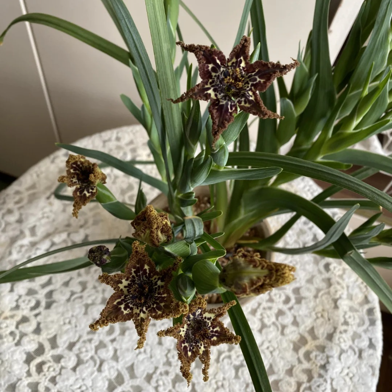 🌟 Ferraria Iris Seeds – A Touch of the Exotic, Right at Home 🪴💜