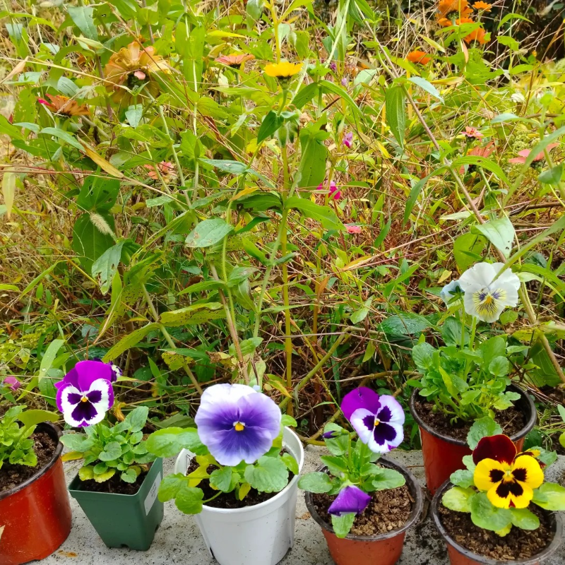 Pansy Flower Seeds 🌸 – Brighten Your Garden with Joyful, Timeless Blooms